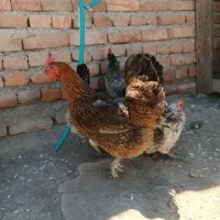 مرغ و خروس محلی
