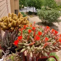 گل کاکتوس|گل و گیاه طبیعی|فولادشهر, B6|دیوار