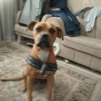 یک قلاده سک پیت بول وارداتی عالی