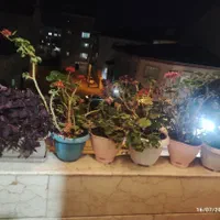 واحددر تندگویان|اجارهٔ آپارتمان|رشت, نخودچر|دیوار