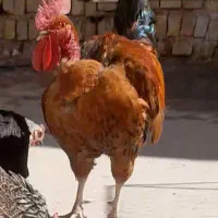 دست
