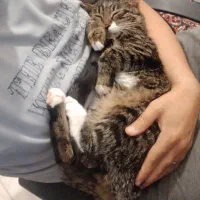 واگذاری گربه