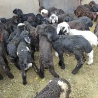 بره شیری و بزغاله شیری