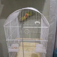 کوتوله برزیلی|پرنده|یزد, |دیوار