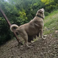 سگ ماده عراقی پژدر