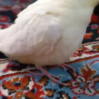 عروسه هلندی دستی نر|پرنده|هندیجان, |دیوار