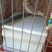 عروس هلندی نر و ماده|پرنده|قشم, |دیوار