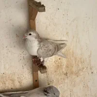 چپ هفت رنگ و ساده زرد خال سیاه دار ماده