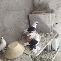 پرنده|پرنده|صوفیان, |دیوار