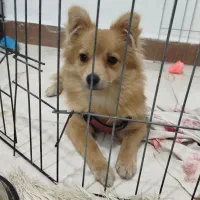 واگذاری سگ پامرانین. روباهی رایگان|سگ|خرمآباد, |دیوار