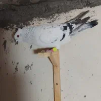 رنگه آس|پرنده|مشهد, رستگار|دیوار