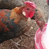 تخم مرغ نطفه دار