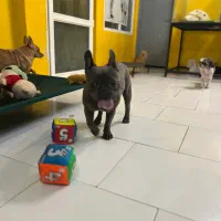 هتل پانسیون سگها شرق و شمال شرق|خدمات پیشه و مهارت|تهران, سوهانک|دیوار