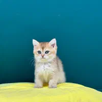 شهر بریتیش گلد