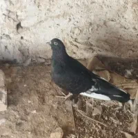 کبوتر.     فوری|پرنده|دلیجان, |دیوار