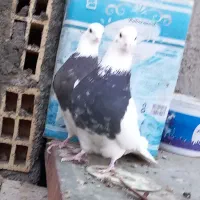 کبوترطوقی|پرنده|حبیب آباد, |دیوار