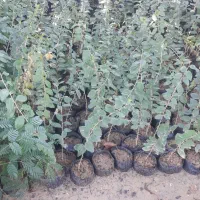 نهال آکالیپتوس و برهان گلی و سپستون و کنار|گل و گیاه طبیعی|مسجد سلیمان, |دیوار