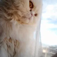 گربه پرشین نر