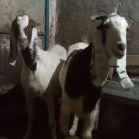 دو عدد بز عراقی اصل