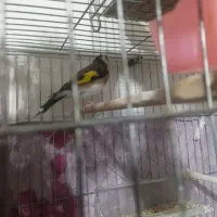 سهره کهنه  ریزه خوان