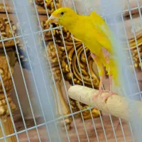 جوجه قناری نر جیبر|پرنده|قرچک, زیبا شهر|دیوار