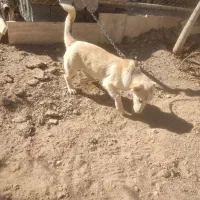 نر برفی|سگ|کرمانشاه, |دیوار