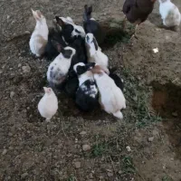 خرگوش