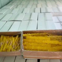 نبات شاخه کیلویی ۶۲ فی کف