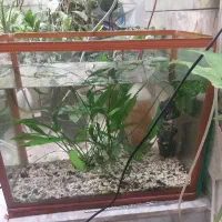 اکواریوم و حلزون کیلر