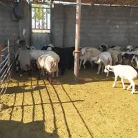 بره چاق|حیوانات مزرعه|شیراز, شهرک ایثار|دیوار