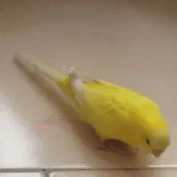 کوتوله برزیلی و مرغ عشق|پرنده|مشهد, شهرک مهرگان|دیوار