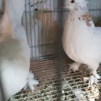 کبوتر ماهرو