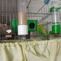 مرغ عشق تخم گذار مولد