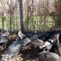 بوقلمون محلی باکیفیت و ارگانیک|حیوانات مزرعه|بجنورد, |دیوار