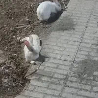 خرگوش سفید