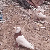 کفتر و مرغ محلی|پرنده|بندر ماهشهر, |دیوار