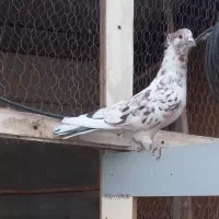 یک جفت نر سورور و ماده سفید یکت قهوه ای|پرنده|کرج, شهرک نهال و بذر|دیوار