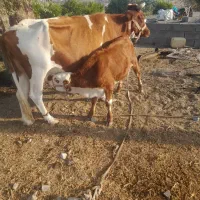 گاو شیری|حیوانات مزرعه|جغین, |دیوار