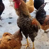 خروس|حیوانات مزرعه|رودهن, |دیوار