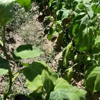 باغ لوکیشن خاص معاوضه با بالاتر|فروش خانه و ویلا|مشهد, کارده|دیوار