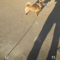 سگ پامر|سگ|سلماس, |دیوار