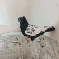 کفتر|پرنده|شیراز, تندگویان|دیوار