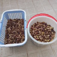 توت خشک آتشگاه