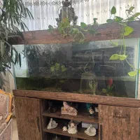 آکواریوم|ماهی|کرج, کوی امامیه|دیوار