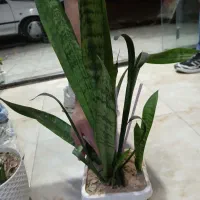 گل و گیاه|گل و گیاه طبیعی|دورود, |دیوار