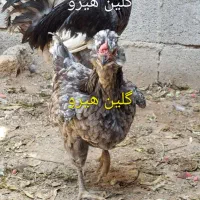 تخم مرغ نطفه دار گلین هیرو