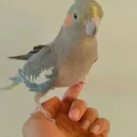 جفت عروس هلندی دستی|پرنده|پاکدشت, کبودگنبد|دیوار