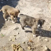 سگ واگذاری|سگ|گرمخان, |دیوار