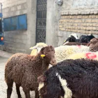 گوسفند فروشی نر چاق و چله|حیوانات مزرعه|تهران, هرندی|دیوار