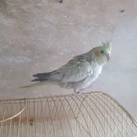 عروس هلندی ماده گل باقالی|پرنده|ملایر, |دیوار